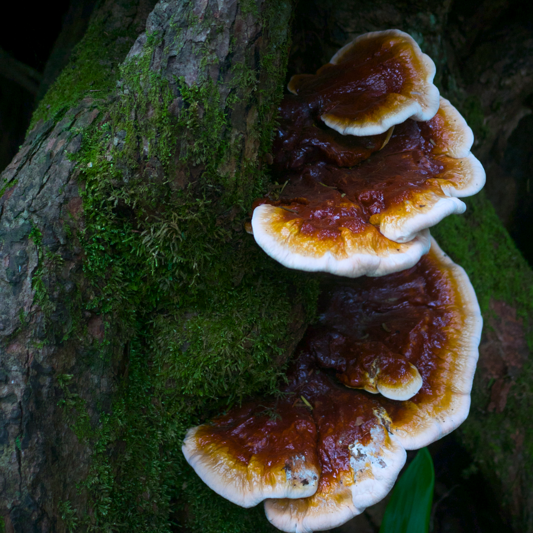 What Are Mushrooms Good For?— Companions with Cannabis