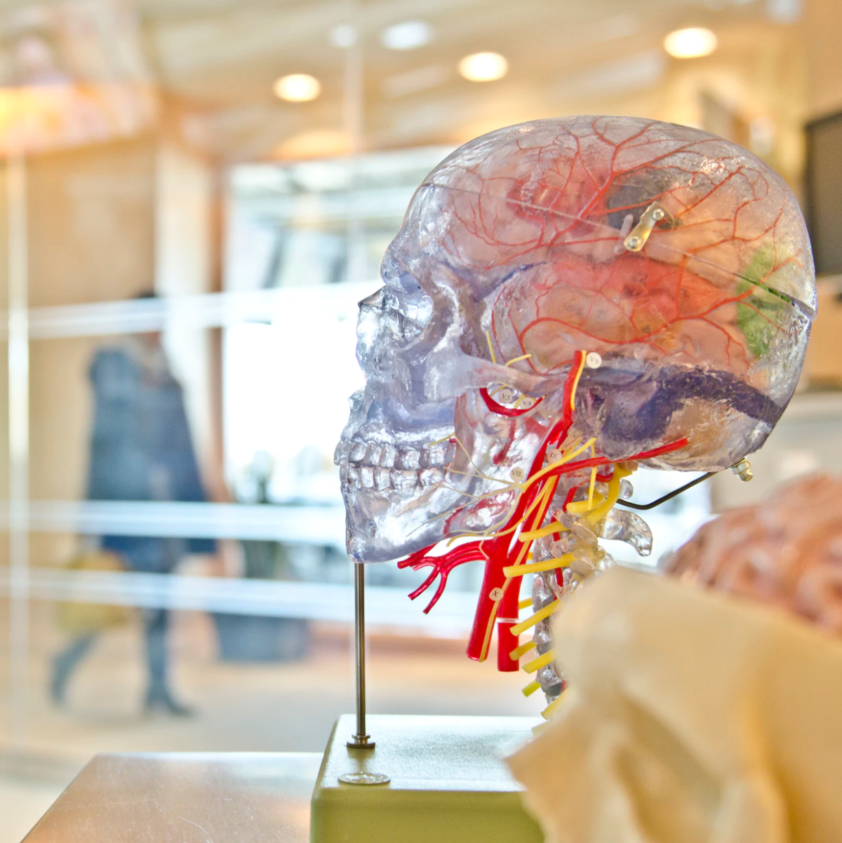 How do Cannabinoids Affect the Brain and Body
