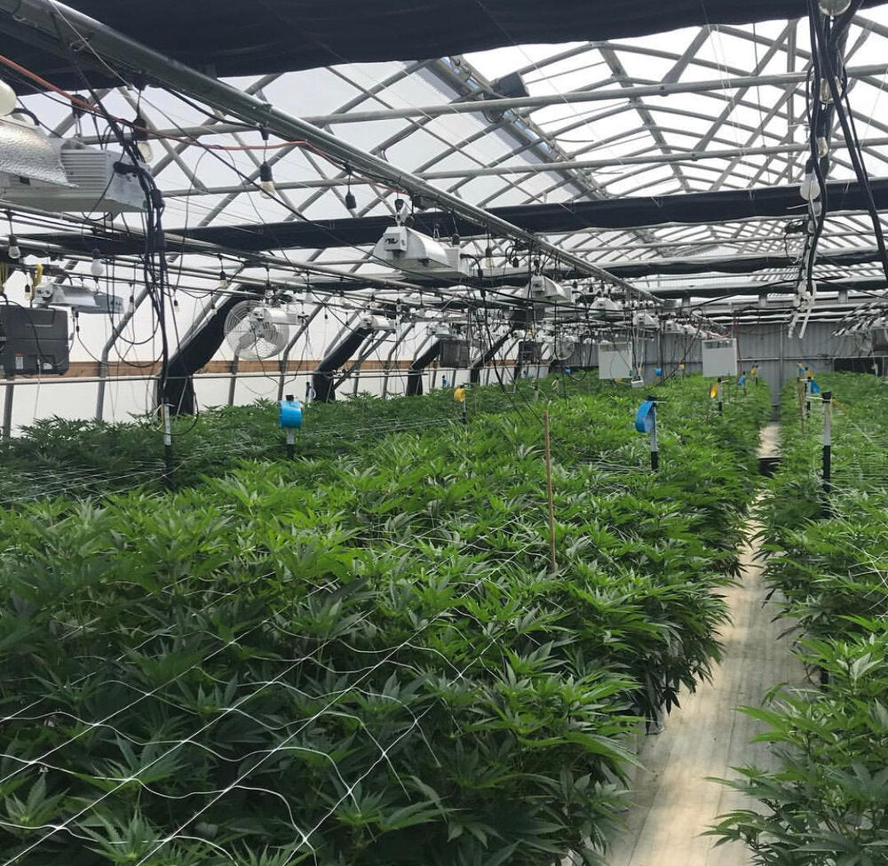Indoor Hemp grown facility