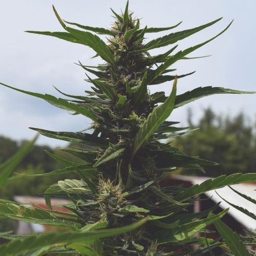 Outdoor Hemp Flower