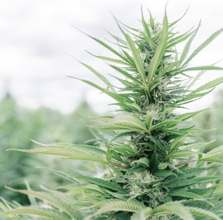 Field Grown Hemp