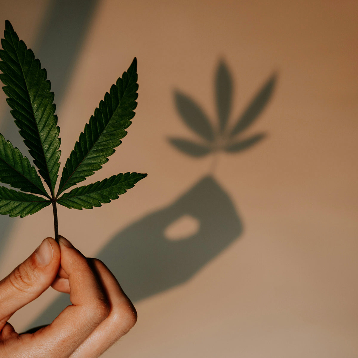 Enhancing Cannabis with L-theanine, Yerba Maté, and Electrolytes