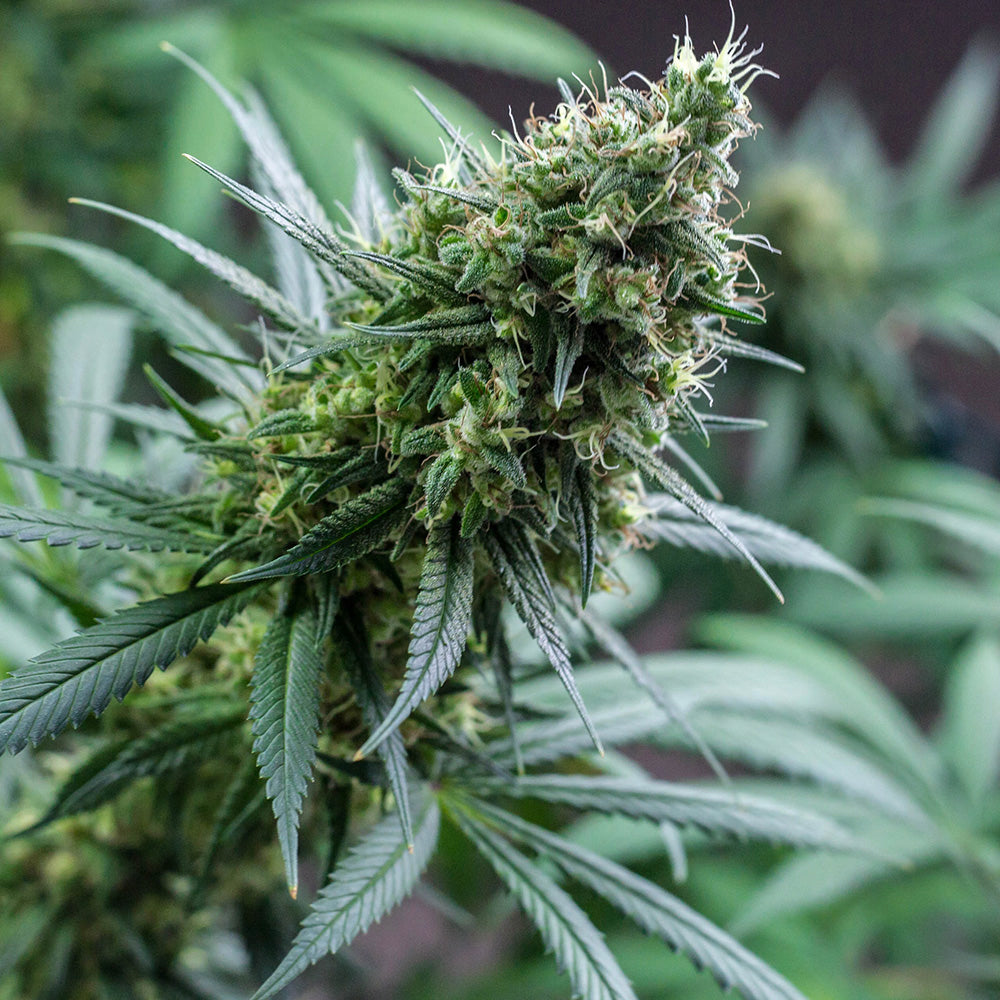 Cannabis Flower 101