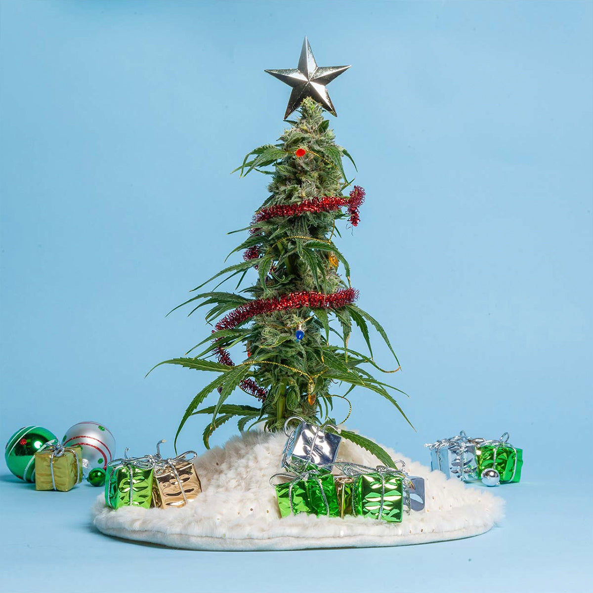 Gearing Up for the Holidays with Cannabis Wellness