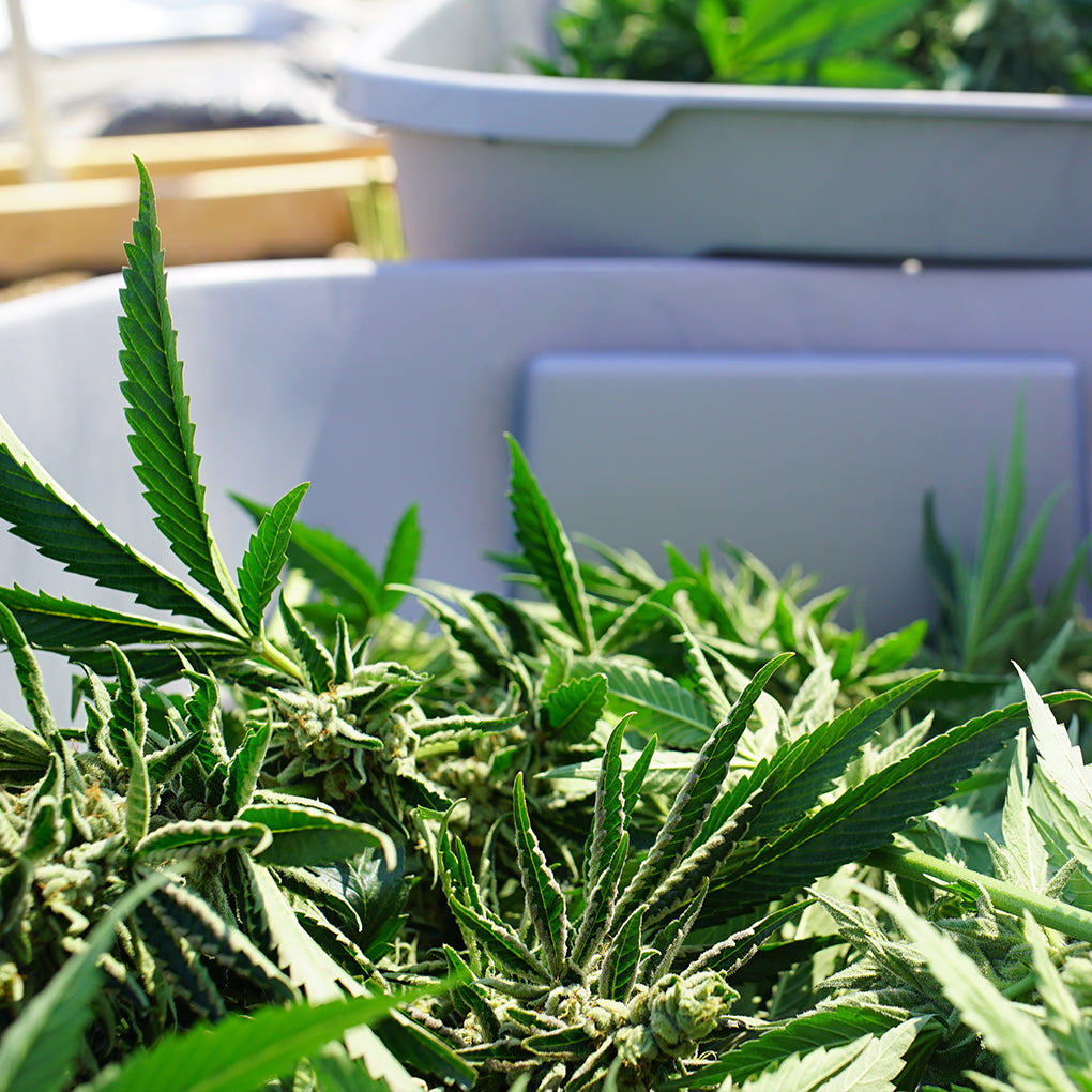 Premium Hemp Flower Field