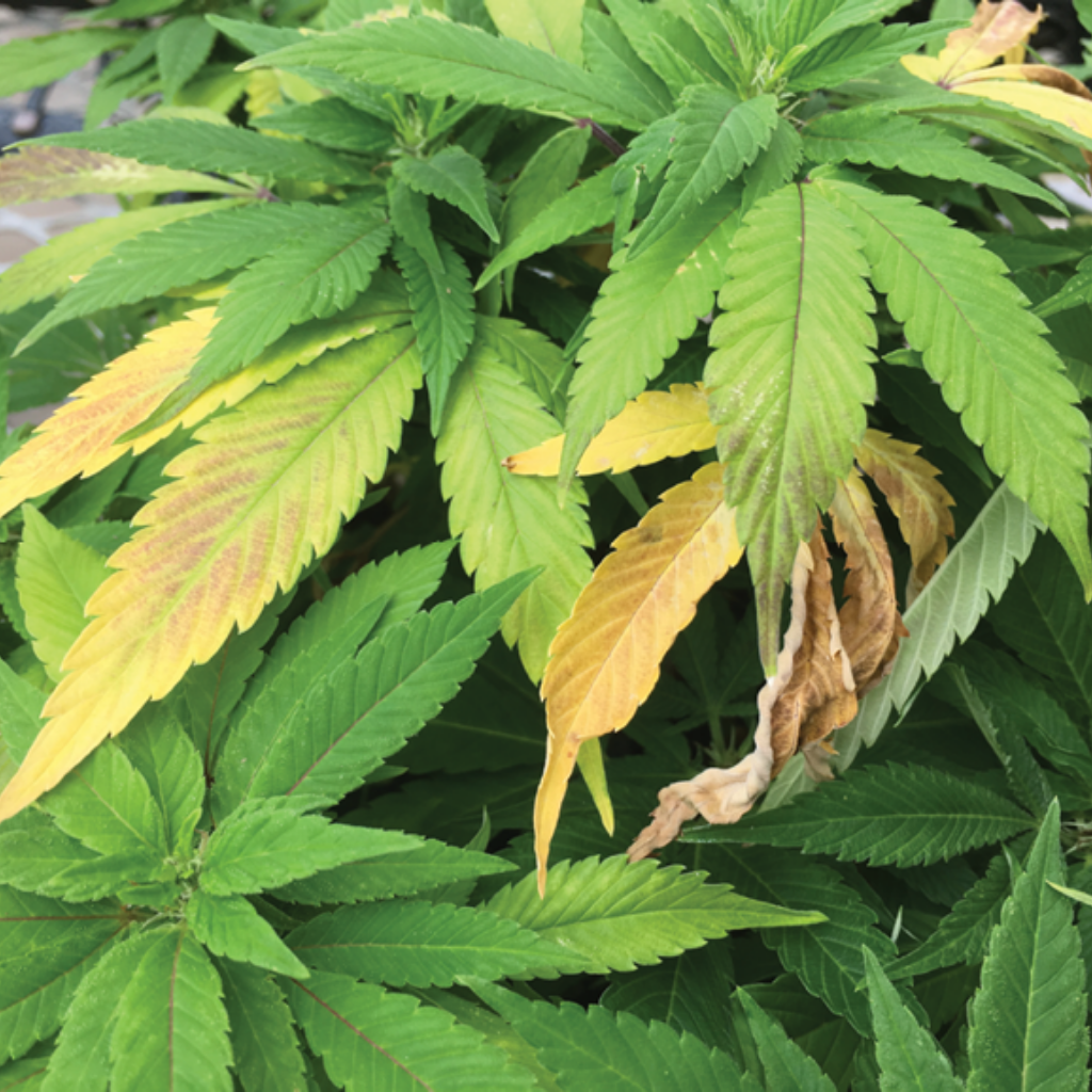 yellow-hemp-leaves
