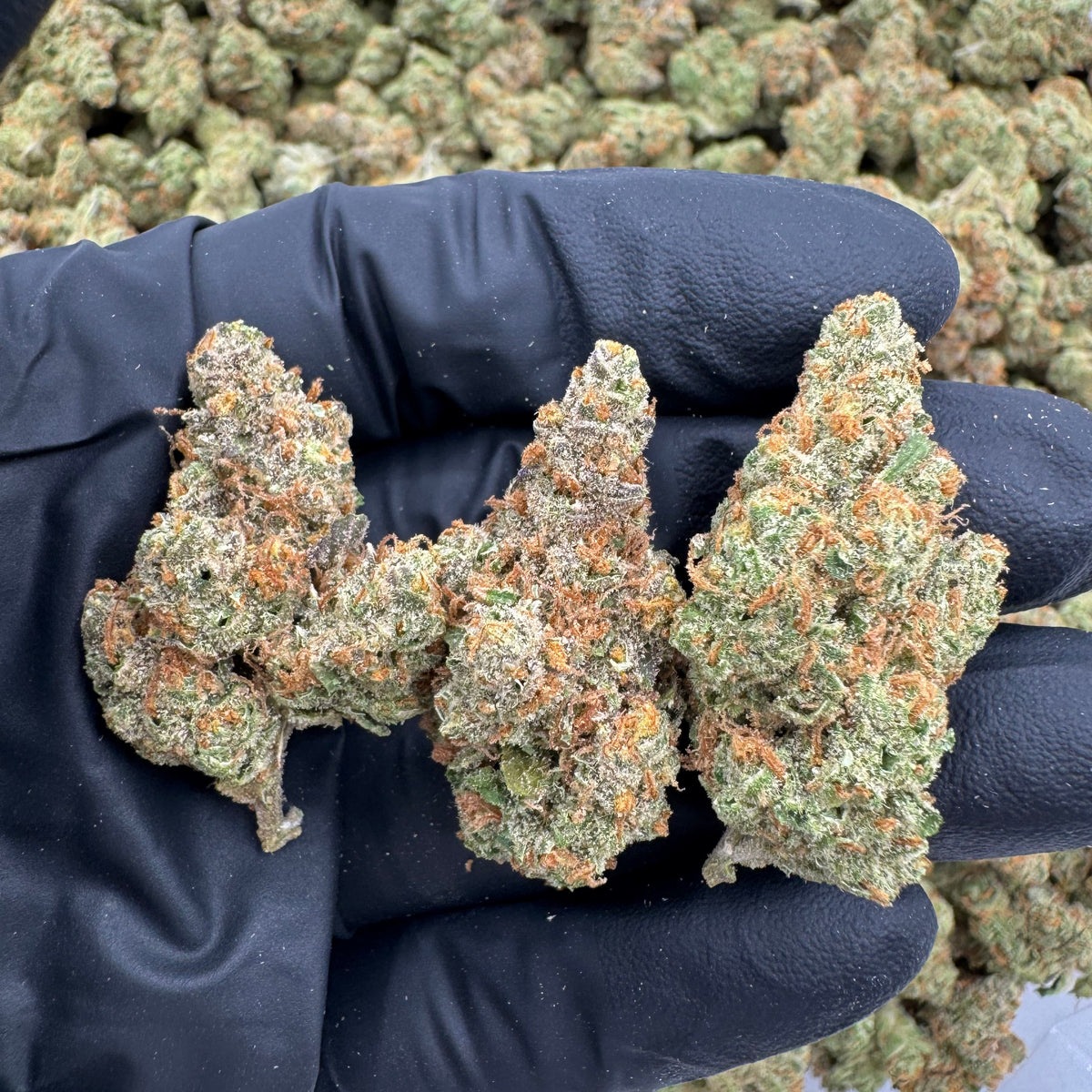 BASICS Jack the Ripper THCa Sativa Hemp Flower