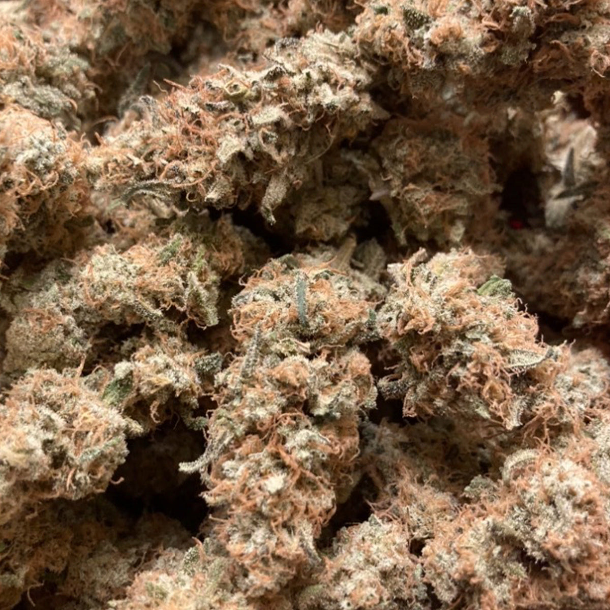 Mango Post CBD Sativa Premium Hemp Flower - This high CBD sativa variety is a special pheno from a local Tennessee farmer. With beautiful long orange pistils and an unforgettable mango, citrus nose. A true sativa you will want to try! Available in 3.5g and 14g size jars.