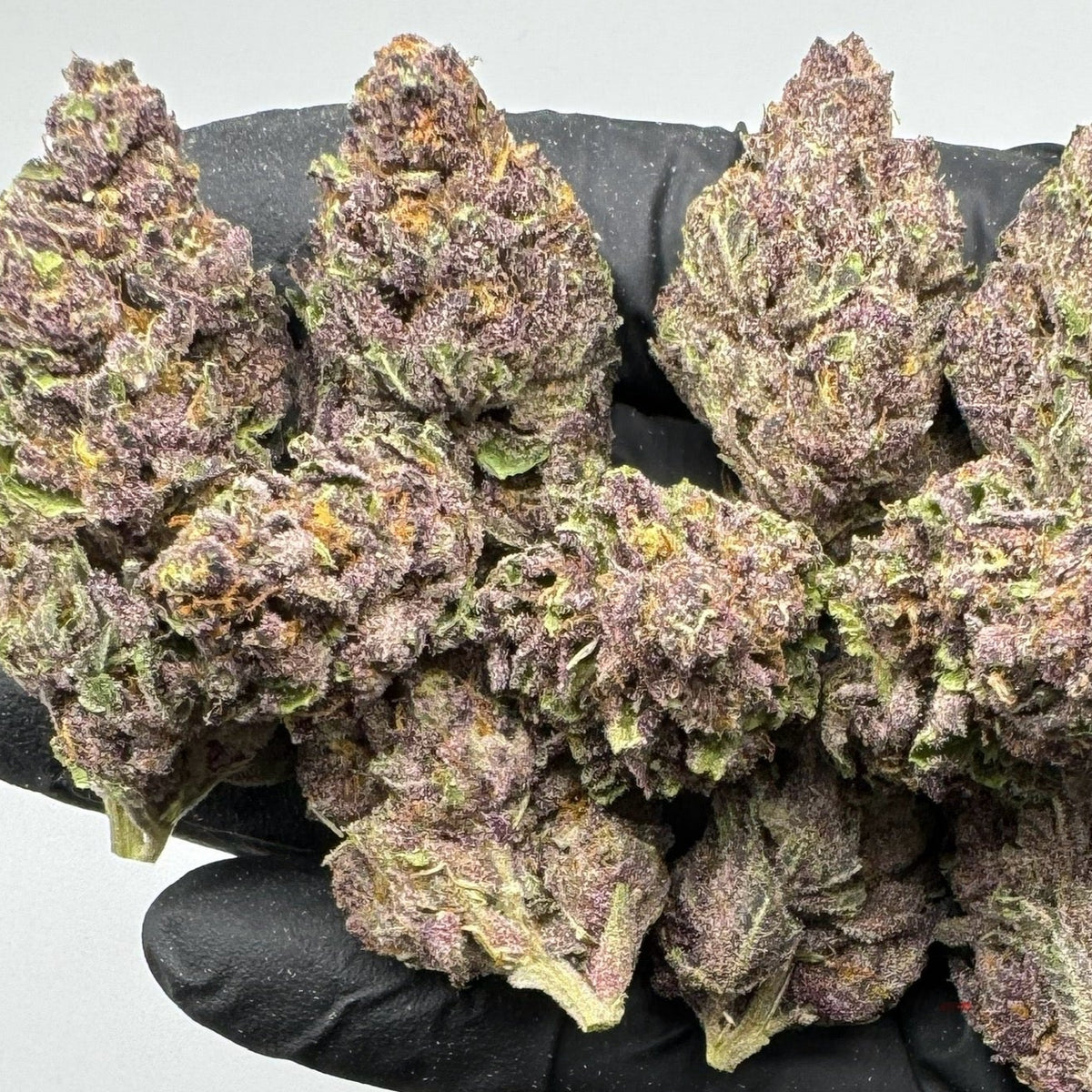 Sherb Cream Pie THCa Indica Hemp Flower