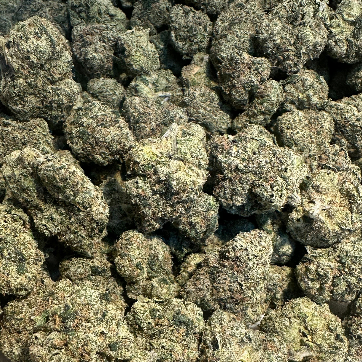 Sour Joker brings a punchy mix of tart citrus and sharp diesel, delivering an energizing, clear-headed experience. This sativa-leaning hybrid features dense, frosty buds with a nose that’s loud and funky. Great for daytime focus, creative bursts, or anytime you want to lift the vibe.