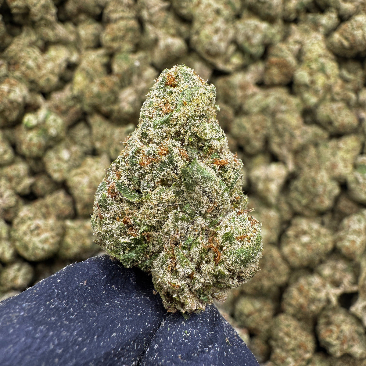 Sour Toad is a balanced hybrid variety. This strain delivers a bold aroma of sharp sour citrus layered with earthy funk, subtle pine, and light diesel undertones. Hints of sweet fruit and herbal spice round out the finish, giving Sour Toad a complex, terpene-rich character with strong bag appeal.