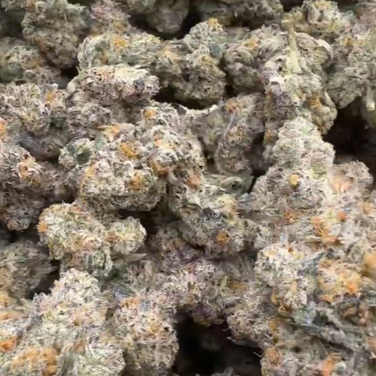 Close-up of Vanilla Ice indica THCa hemp flower with dense frosty buds