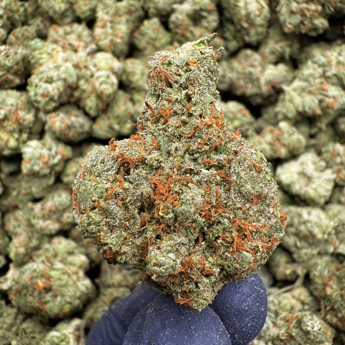 Wonderbread, true hybrid flower, showcases vibrant green hues layered with a thick coat of frosty trichomes and bright orange pistils. Its terpene profile is distinct and dessert-like, offering a sweet dough and baked bread aroma upfront, followed by smooth vanilla cream notes and subtle earthy spice on the finish.