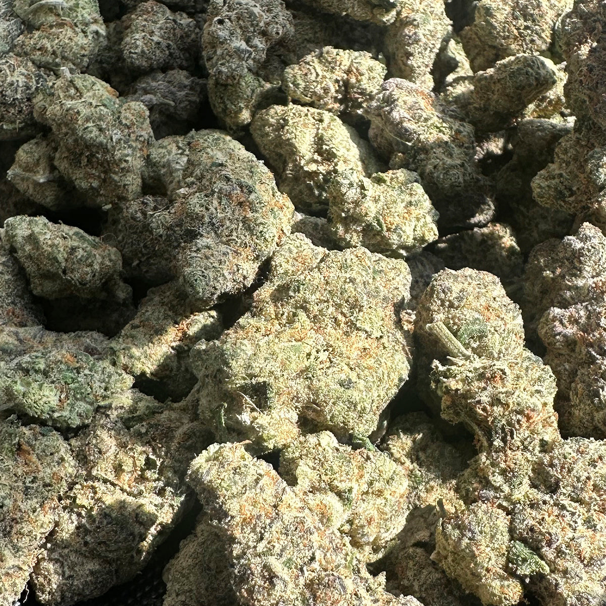 Bear Dance THCa flower roars with bold aroma and flavor. This sativa-dominant variety is packed with sharp lemon zest, spicy undertones, and a diesel kick that true connoisseurs appreciate. The large, frosty buds are dense and sticky, showcasing its high resin content and top-shelf genetics.