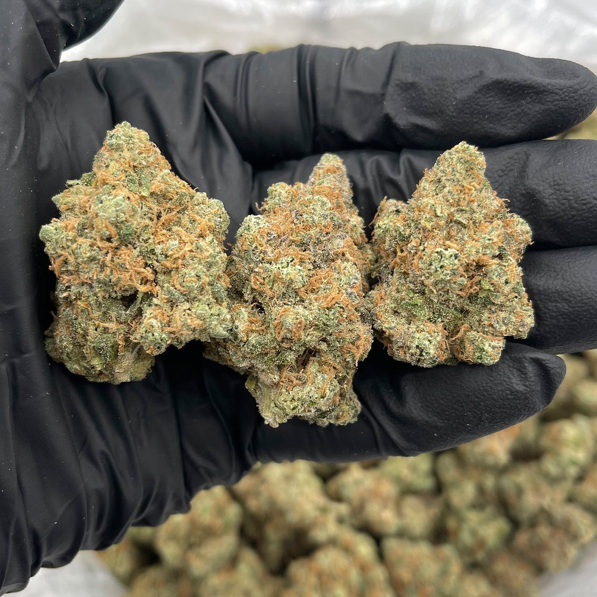 A bright, tropical sativa strain bursting with mango sweetness. It delivers an energetic, uplifting experience that sparks creativity and focus.