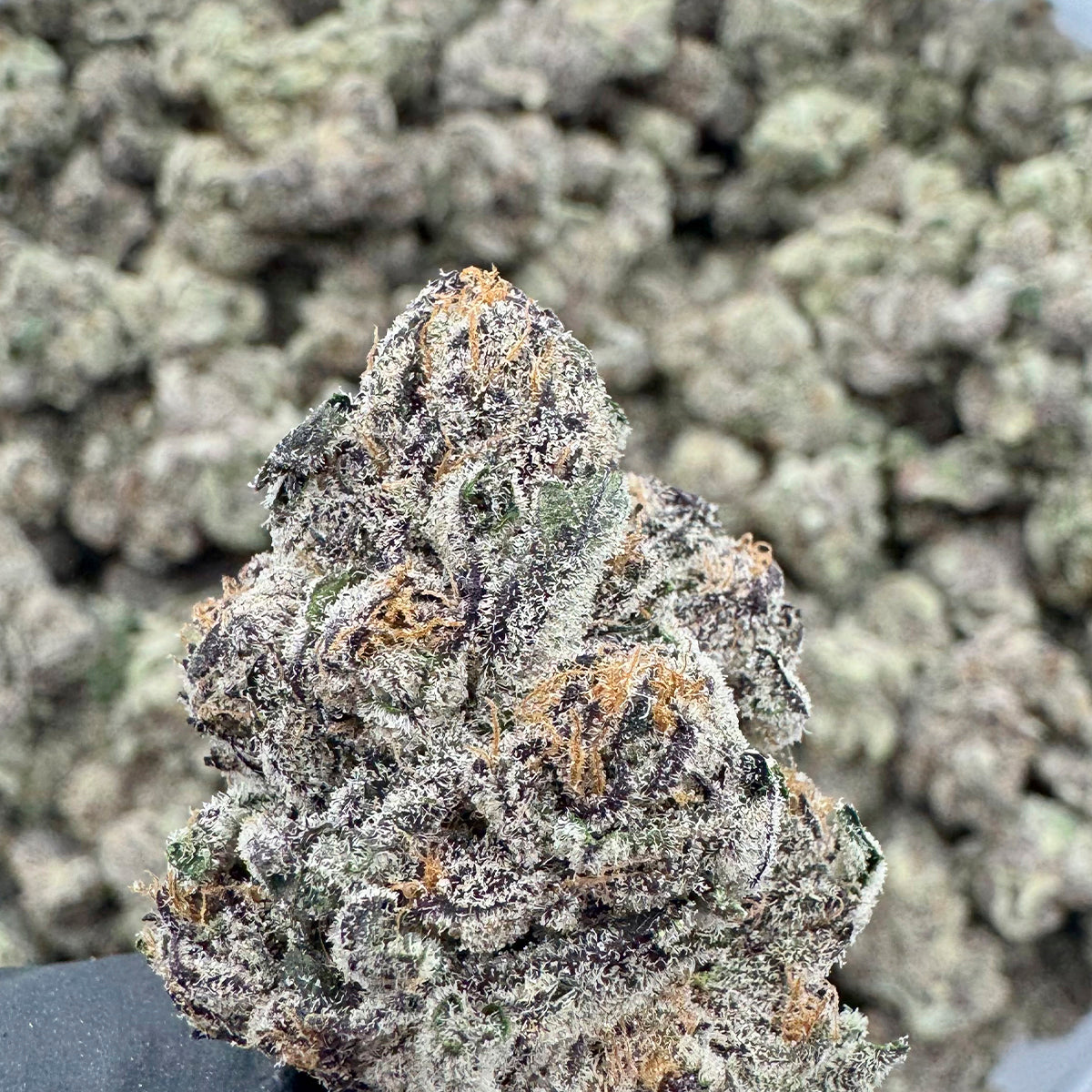 Bright and flavorful, Strawberry Cough delivers a burst of ripe strawberry sweetness with a hint of spice. A go-to choice for fans of classic, fruity sativa cultivars.