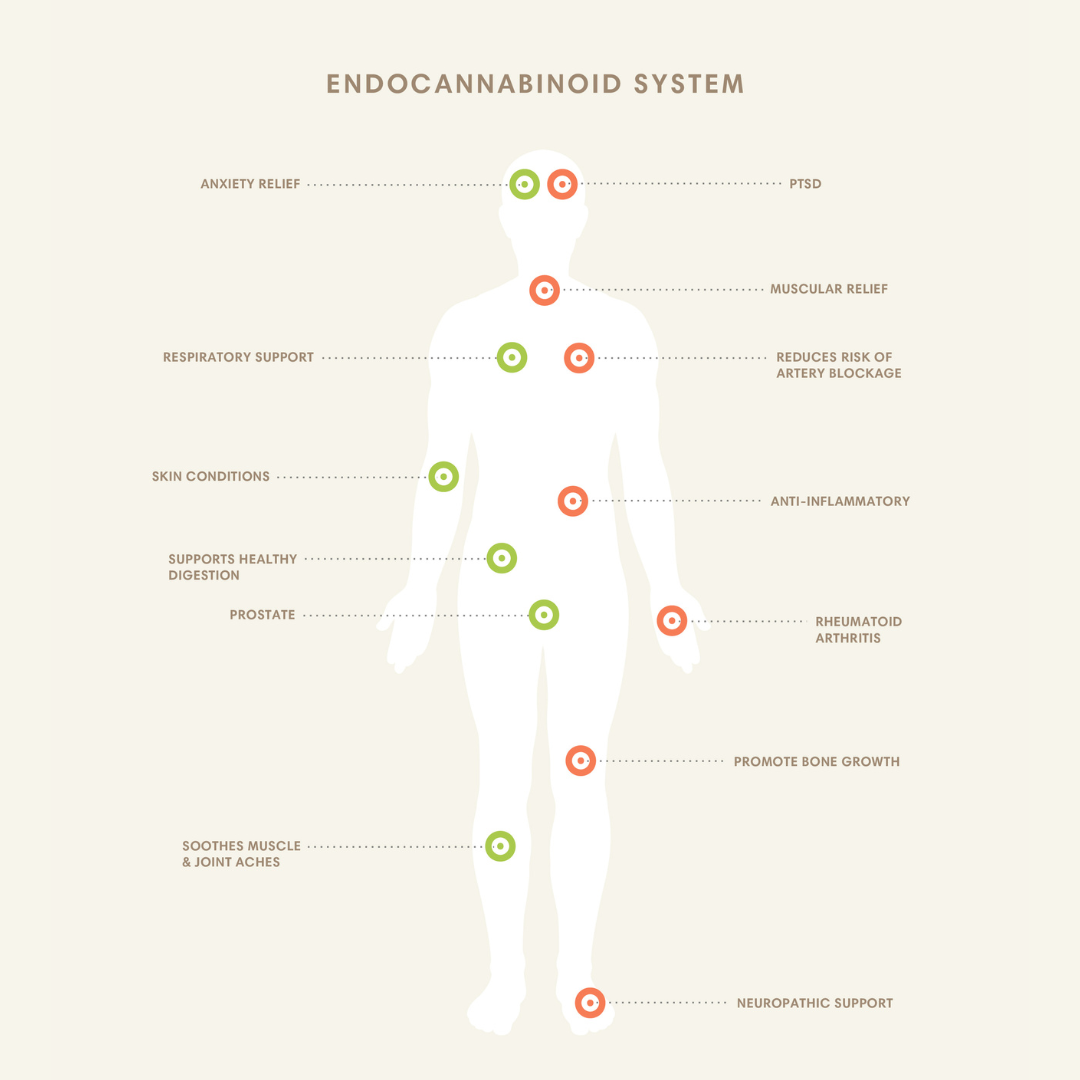 What Is Your Endocannabinoid System