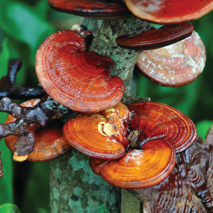 The Healing Power of Mushrooms and Cannabis: Exploring the Science and History of Psychedelics