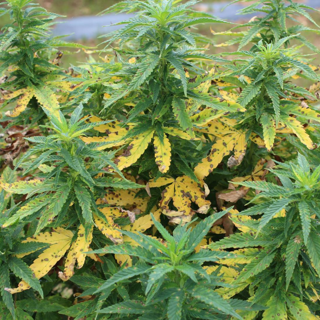 Industrial Hemp Plant Disease