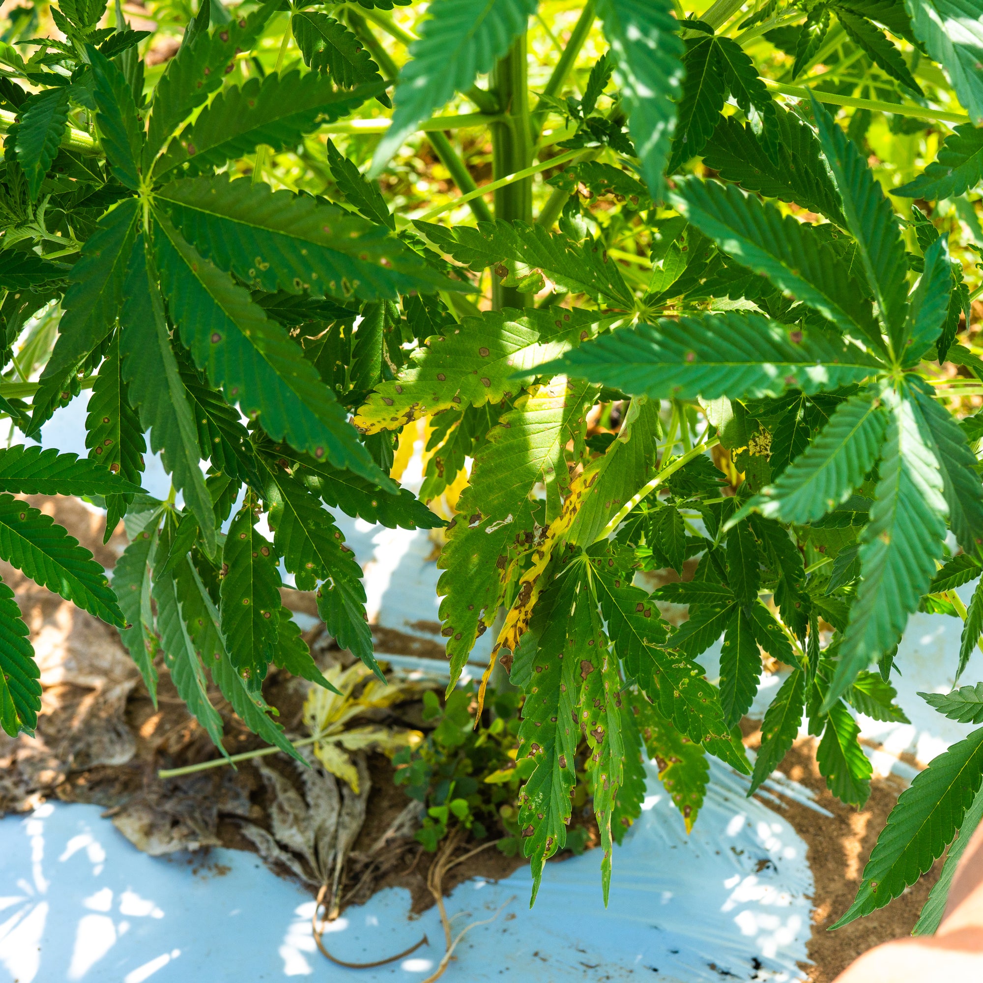 Septoria Leaf Spot in Hemp Plants