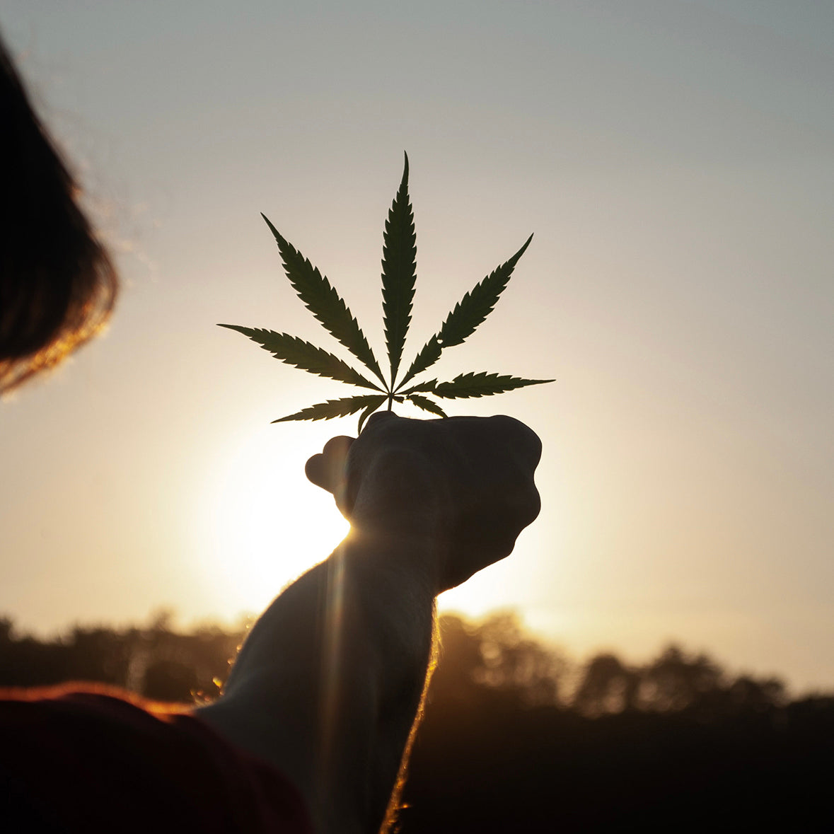 Cannabis Myths and Facts: Debunking Common Misconceptions. Photo of a hand holding cannabis leaf in front the glow of a setting sun