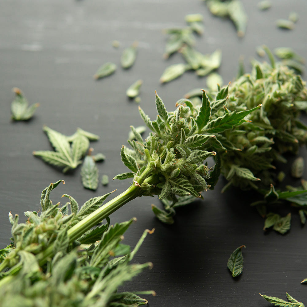 the-differences-between-hemp-and-marijuana
