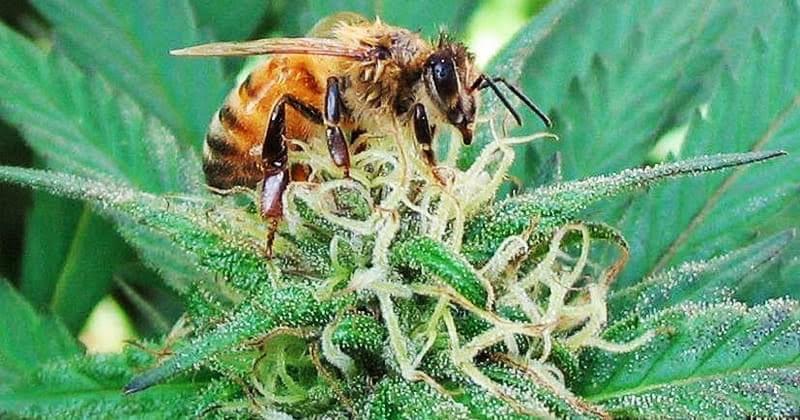 Hemp and Honey Bees, a conversation about Pollinators