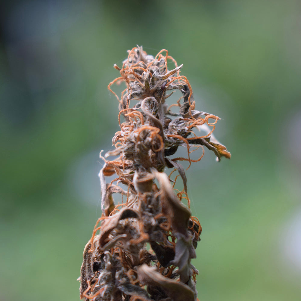 what-is-bud-rot
