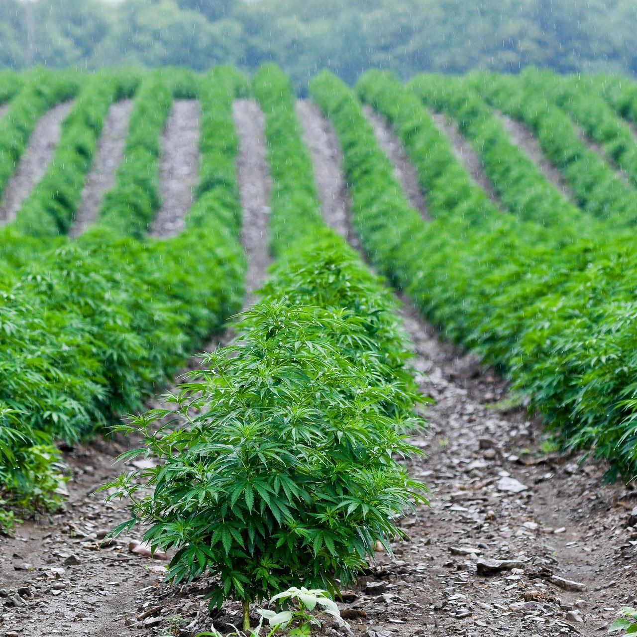 Disaster Loan Assistance for Hemp Growers and Small Businesses