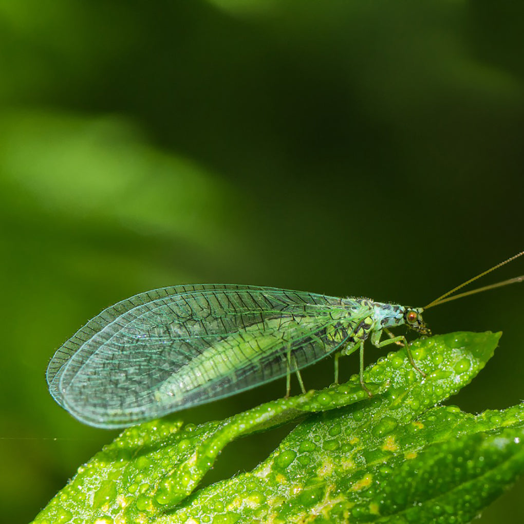 Adult Green Lacewings (Chrysoperla rufilabris)are beneficial in establishing a standing population for continued control of pests or for improved pollination. 