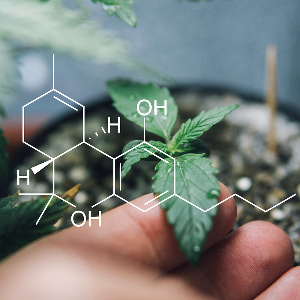 What Are Rare Cannabinoids?
