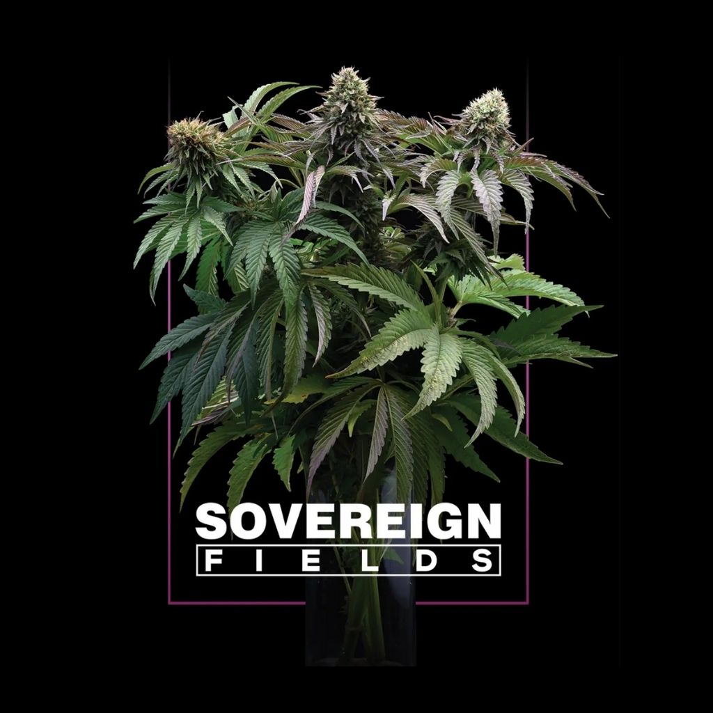 sovereign-fields-hemp-genetics
