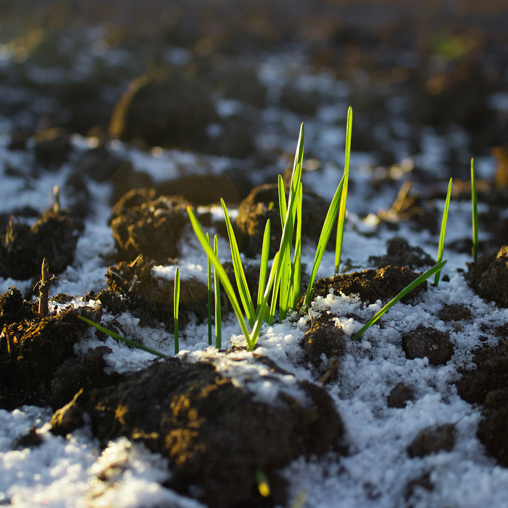Winter Soil Preparation Tips for Hemp Farmers