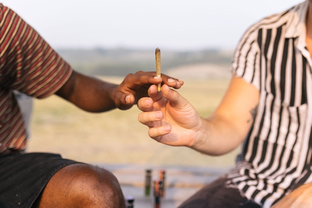 Woman pulling pre roll out of a Canvast THCa Shifters pre roll tube