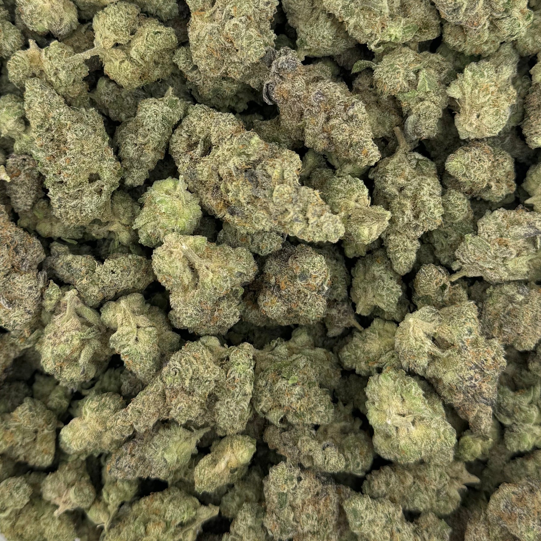 BASICS Bulk Buds - Animal Tsunami OG THCa Hybrid Hemp Flower