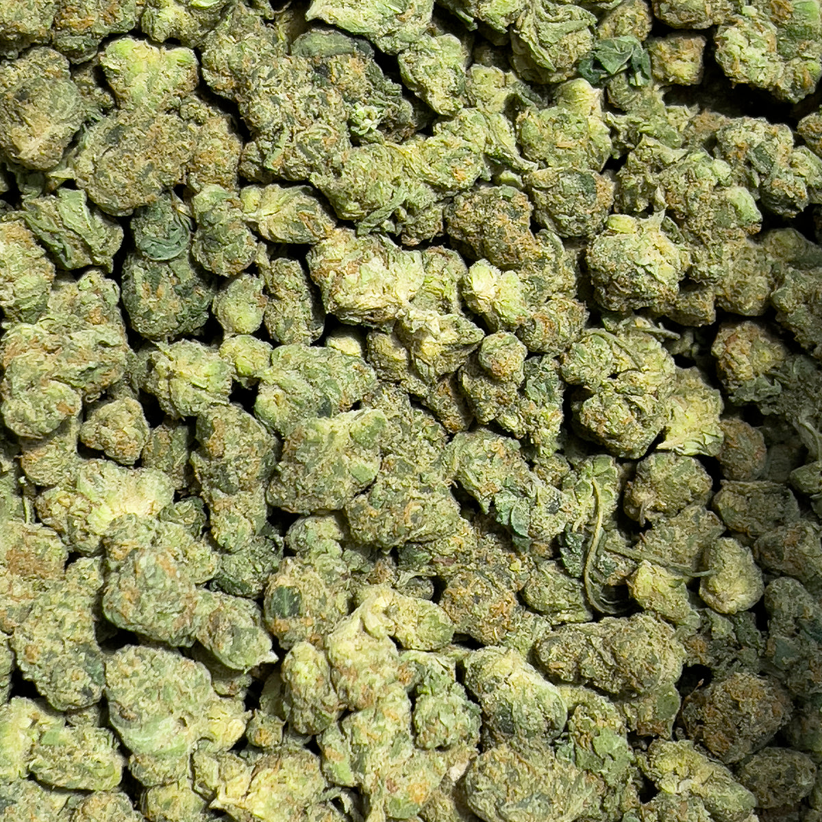Blue Zushi is a relaxing indica with dense, deep blue-green buds dusted in frosty trichomes. Its aroma blends sweet berries and earthy undertones, delivering calming, full-body effects ideal for winding down.