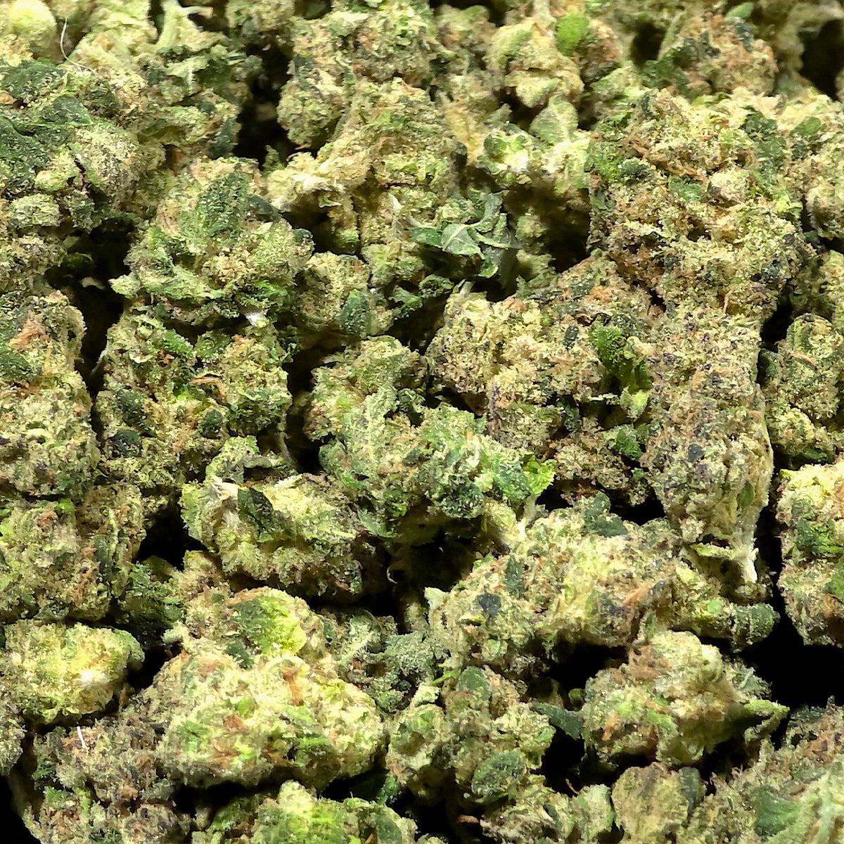 Cereal Milk offers a sweet, creamy flavor paired with an energizing, sativa-leaning profile. Expect notes of vanilla and fruit layered over a smooth, dessert-like base, making every session as flavorful as it is uplifting. With frosty buds and a bright character, this strain is perfect for those who want a tasty pick-me-up.
