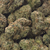 Grape Octane is a potent indica with dense, dark purple buds coated in frosty trichomes. Its rich aroma blends sweet grape and earthy diesel, delivering deeply relaxing, full-body effects perfect for winding down.