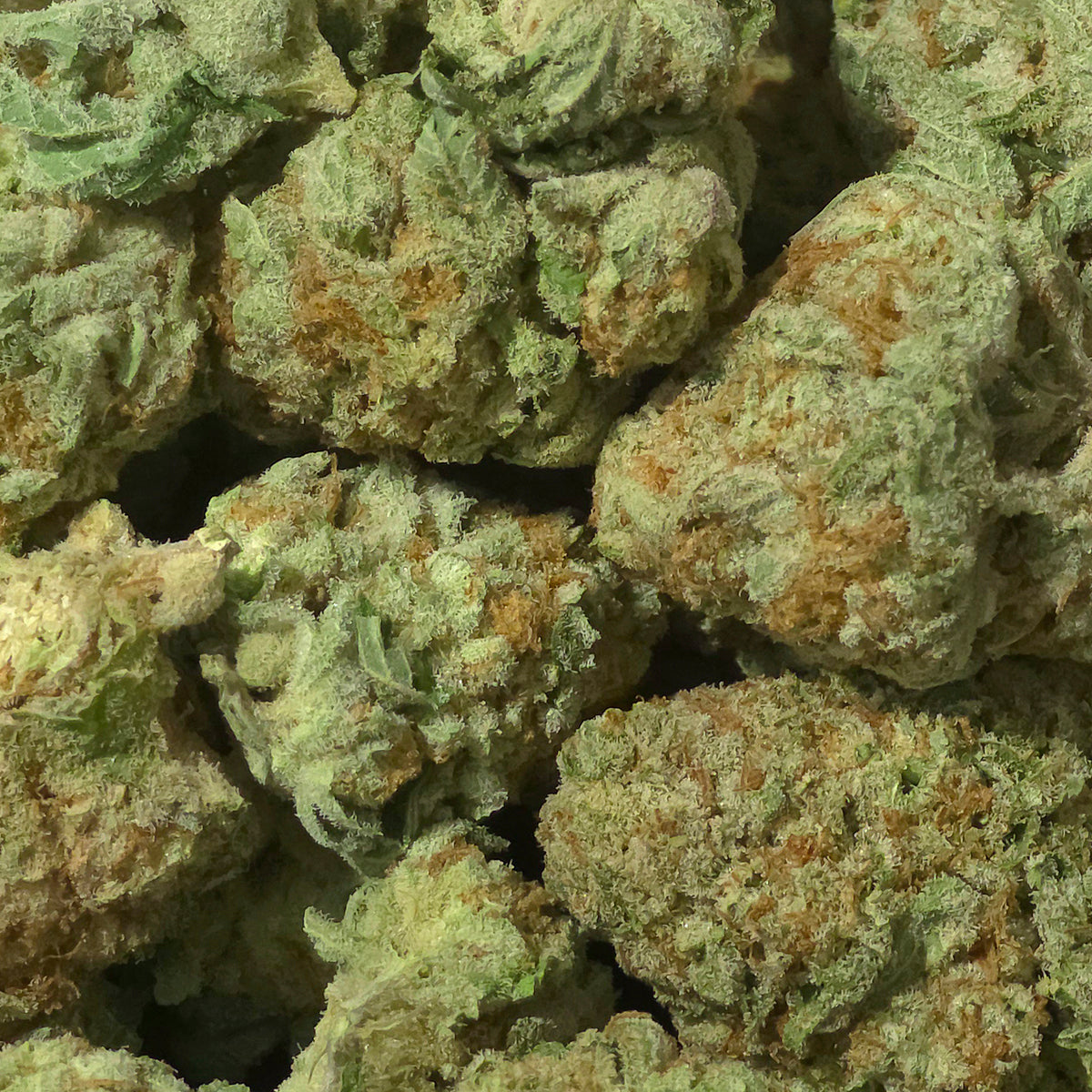 Maui Wowie is a sativa-leaning variety known for its uplifting, energetic vibe. Bursting with tropical aromas of pineapple and citrus, this legendary cultivar delivers a bright and refreshing experience that captures the spirit of the islands. Perfect for daytime enjoyment, Maui Wowie has earned its reputation as a go-to strain for those seeking sunshine in flower form.
