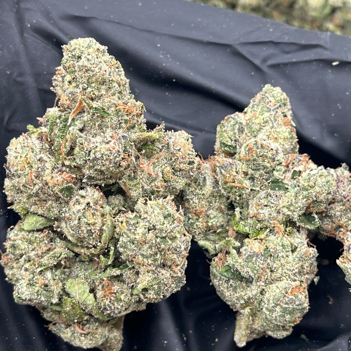 BASICS Paradise Runtz THCa Sativa Hemp Flower