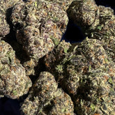 Lively and aromatic Party Poppers brings sweet fruit and a touch of gas on the nose. This balanced hybrid cultivar has stunning, colorful buds and candy-like flavor that make it a fun, flavorful choice for any occasion.