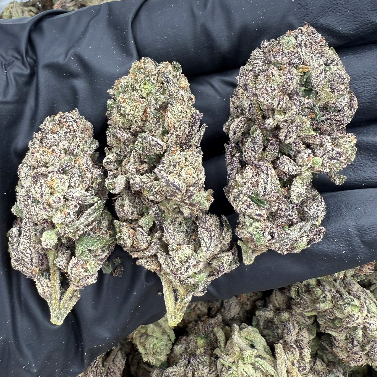 A flavorful balanced-hybrid with juicy berry and tart citrus notes. Purple Pomegranate stands out with its vibrant aroma, deep color, and balanced flavor profile.