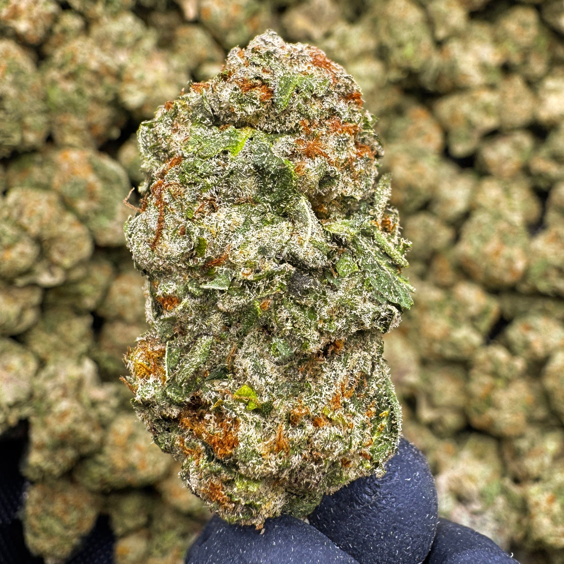 Sour Slushie brings frosty, resin-rich buds packed with bright citrus aromas and sweet, candy-like notes for a bold, flavorful experience.&nbsp;