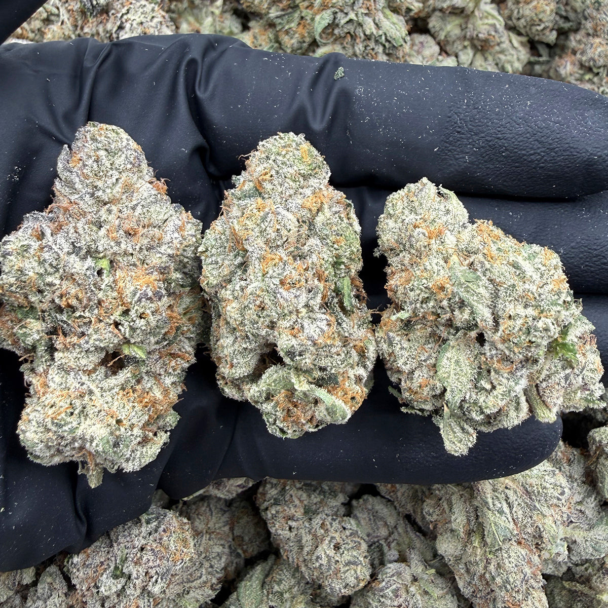 Tropical Runtz hemp flower strain with dense, frosty buds featuring vibrant green hues and bright orange pistils.