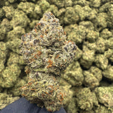 Walter White is a mysterious Sativa leaning variety knkown for its dense light green structure, orange hairs, and thick frosty trichomes. Crafted from the OG strain "The White", this is a perfect choice for those that prefer a true-crafted citrus forward Sativa.&nbsp;