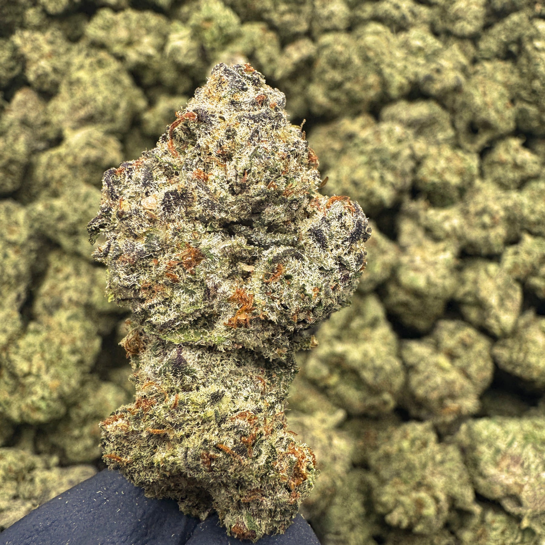Walter White is a mysterious Sativa leaning variety knkown for its dense light green structure, orange hairs, and thick frosty trichomes. Crafted from the OG strain "The White", this is a perfect choice for those that prefer a true-crafted citrus forward Sativa.&nbsp;