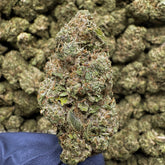 Wet Dream, a sativa-forward variety known for its colorful appearance, dense structure, and fruity sweet terpene profile.