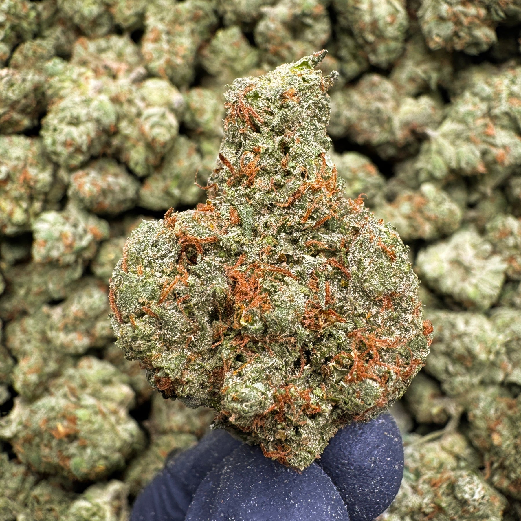 Wonderbread, true hybrid flower, showcases vibrant green hues layered with a thick coat of frosty trichomes and bright orange pistils. Its terpene profile is distinct and dessert-like, offering a sweet dough and baked bread aroma upfront, followed by smooth vanilla cream notes and subtle earthy spice on the finish.