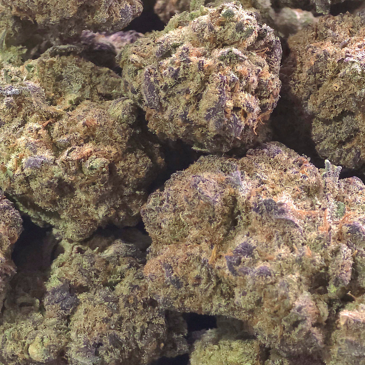 A sweet and creamy indica leaning variety bursting with berry flavor and smooth dessert notes. Berry Gelato offers a rich aroma and a satisfying smoke with hints of vanilla and earth.