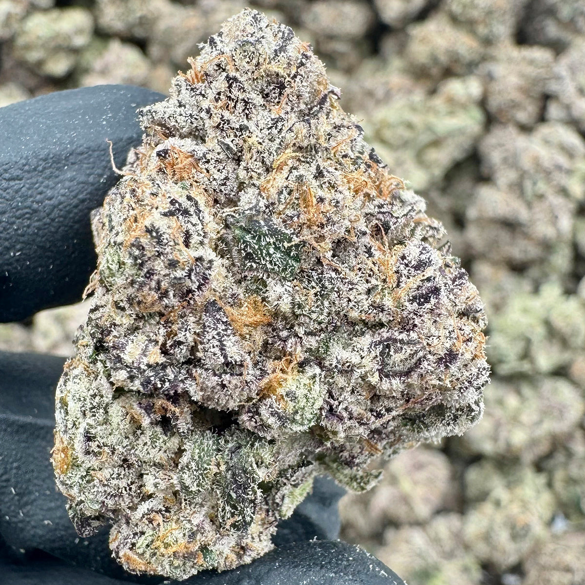 Black Rabbit features deep, earthy tones layered with subtle spice and dark fruit. Expect dark purple nugs, a bold aroma and a smooth finish that embodies a classic indica strain.